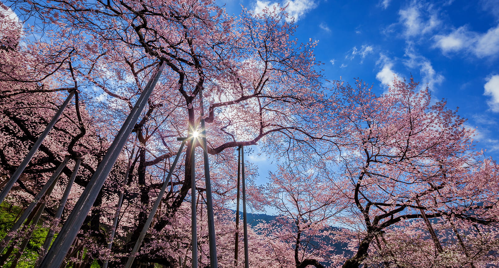 春イメージ画像1