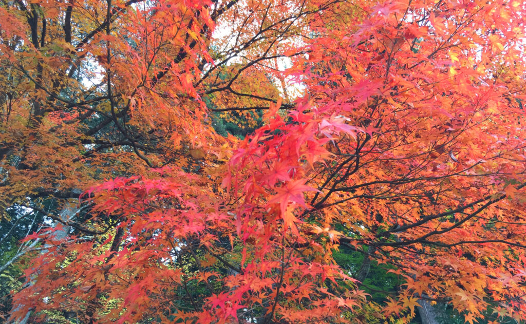 城山公園