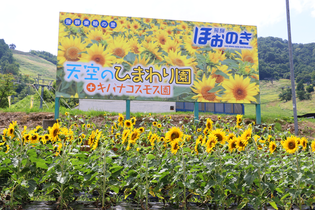 天空のひまわり園