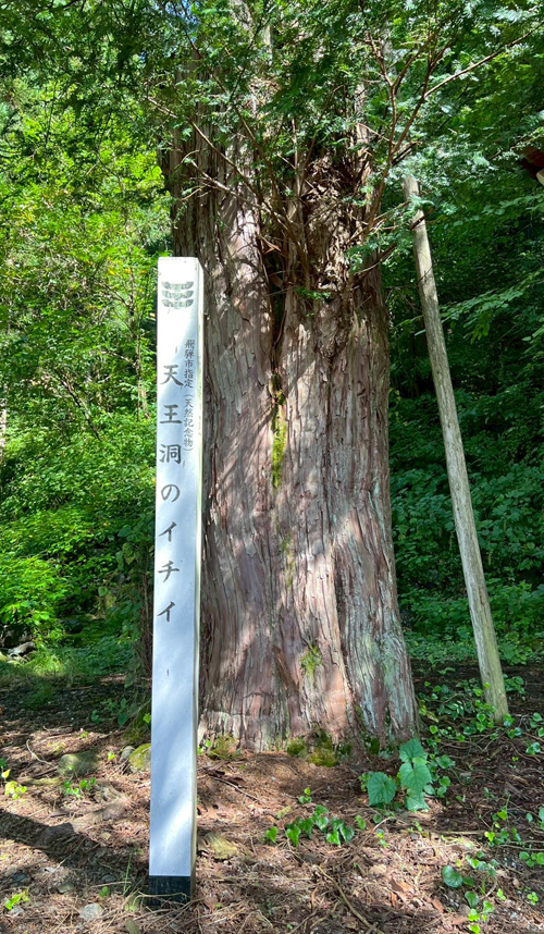 天王洞のイチイ