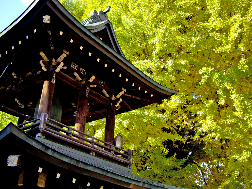 国分寺の大イチョウ