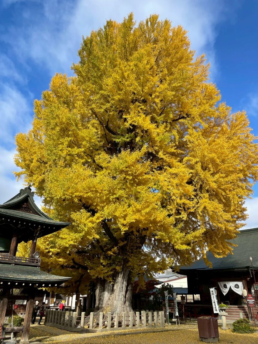 飛騨国分寺